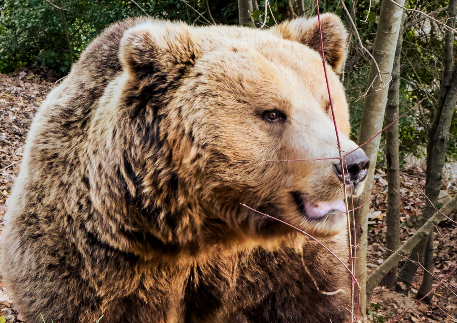 cosa fare nel weekend vicino roma conoscere gli orsi bruni europei
