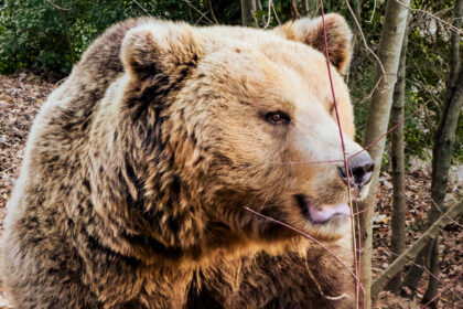 cosa fare nel weekend vicino roma conoscere gli orsi bruni europei