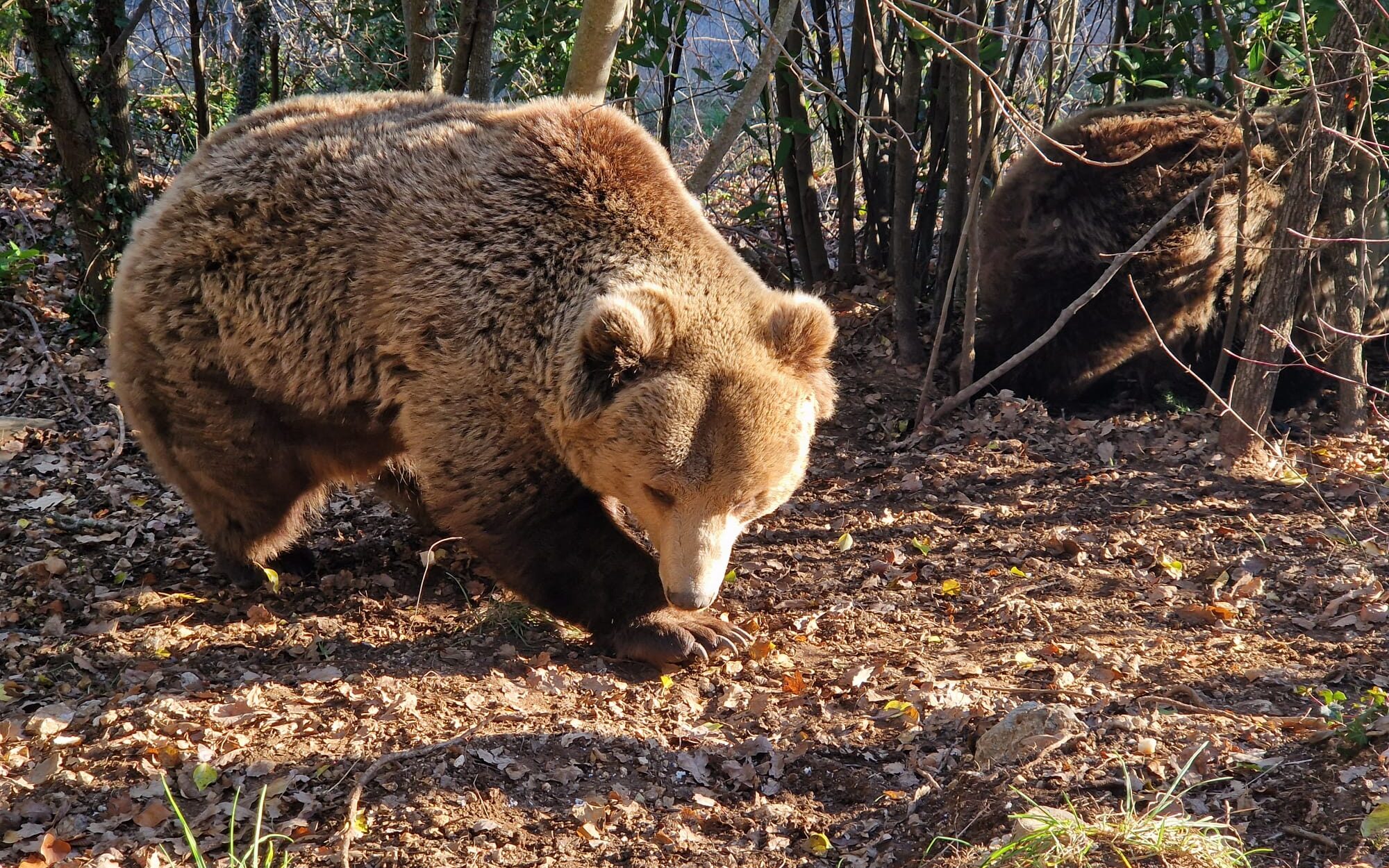 cosa fare nel weekend vicino roma incontro con gli orsi